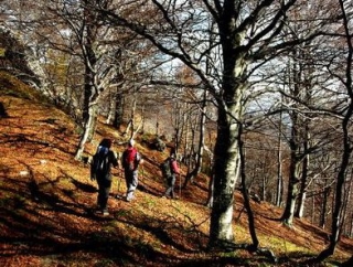  Día de entrenamiento en un bosque de haya 